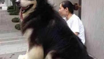 巨型阿拉斯加犬,揭秘巨型阿拉斯加犬的体型、性格与饲养之道”