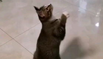 小猫困困,一场爱心救援的温暖故事