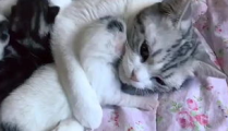 相扑猫微密圈免费,微密圈里的趣味互动与温馨瞬间